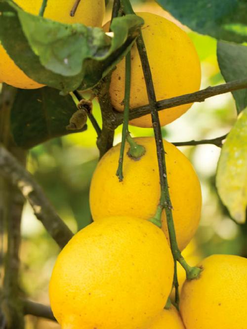 LIMON ACEITE ESENCIAL 