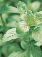 OREGANO ACEITE ESENCIAL 